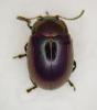 Chrysolina brunsvicensis